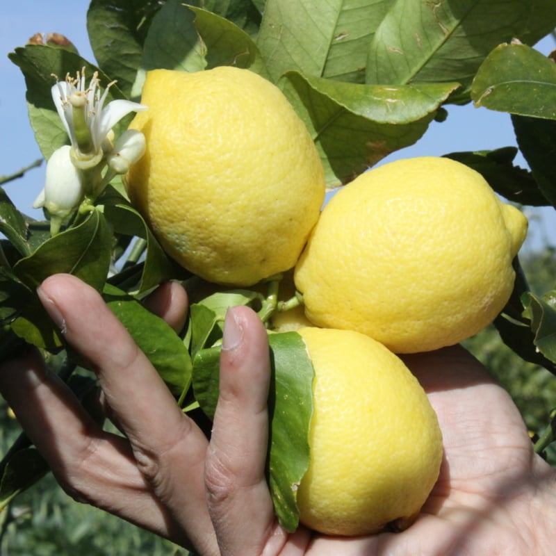 Case history: Polenghi food